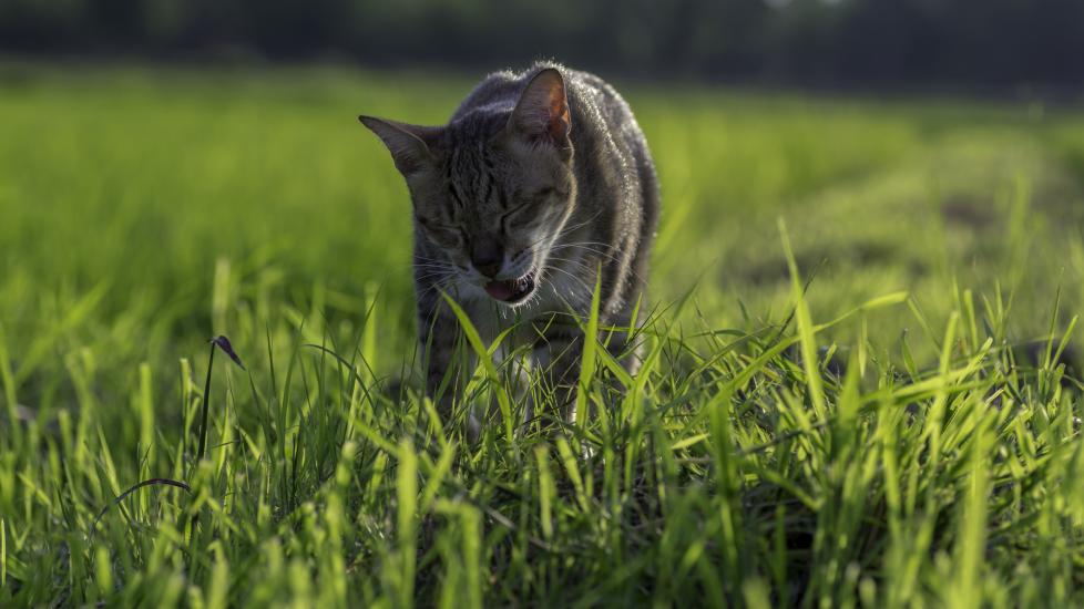 A cat vomits.